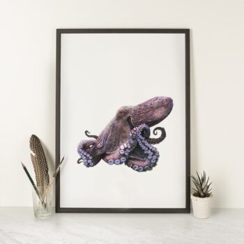 Common Octopus - Art Print