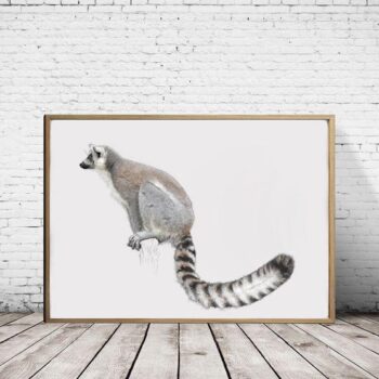 Ring Tailed Lemur - Art Print