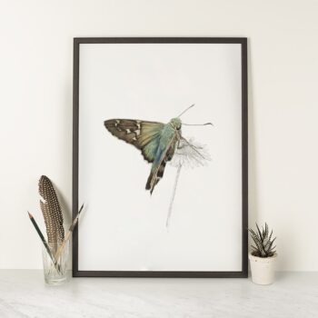 Long Tailed Skipper Butterfly