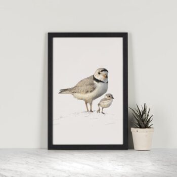 Piping Plovers - A4 Art Print