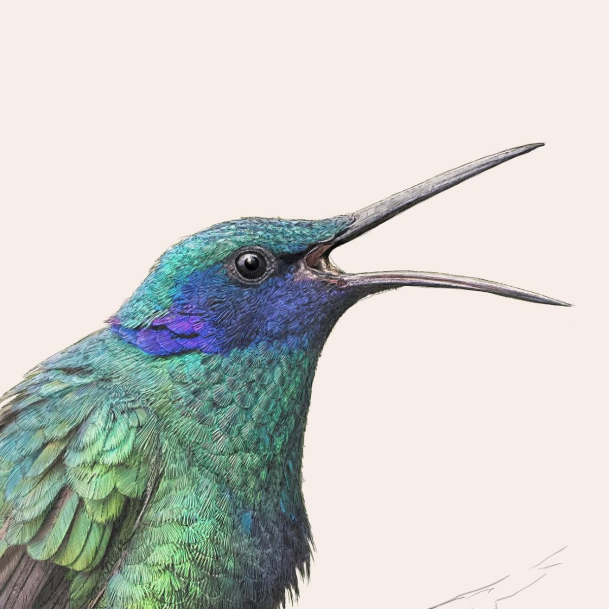 Sparkling Violetear Hummingbird - Art Print