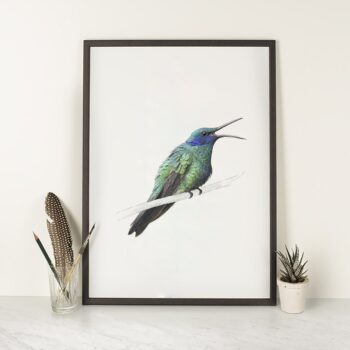 Sparkling Violetear Hummingbird - Art Print