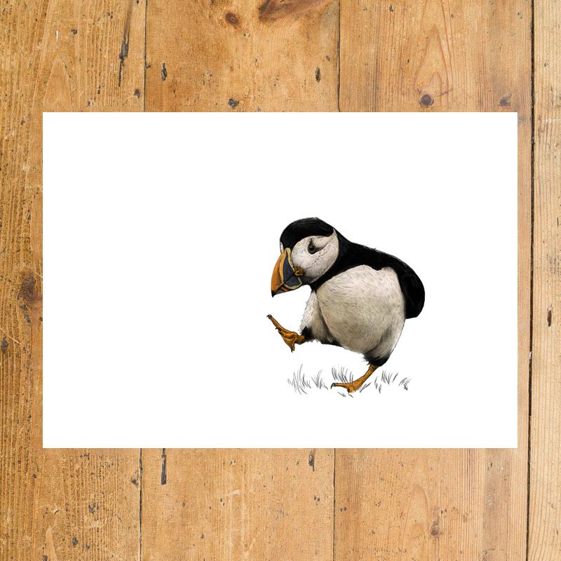 Puffin - A4 Illustration