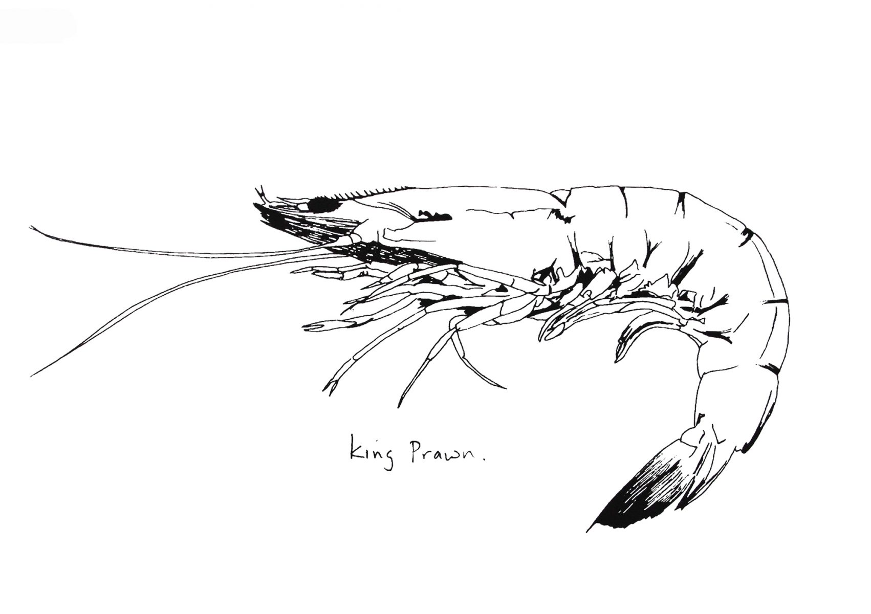 Little King Prawn screenprint