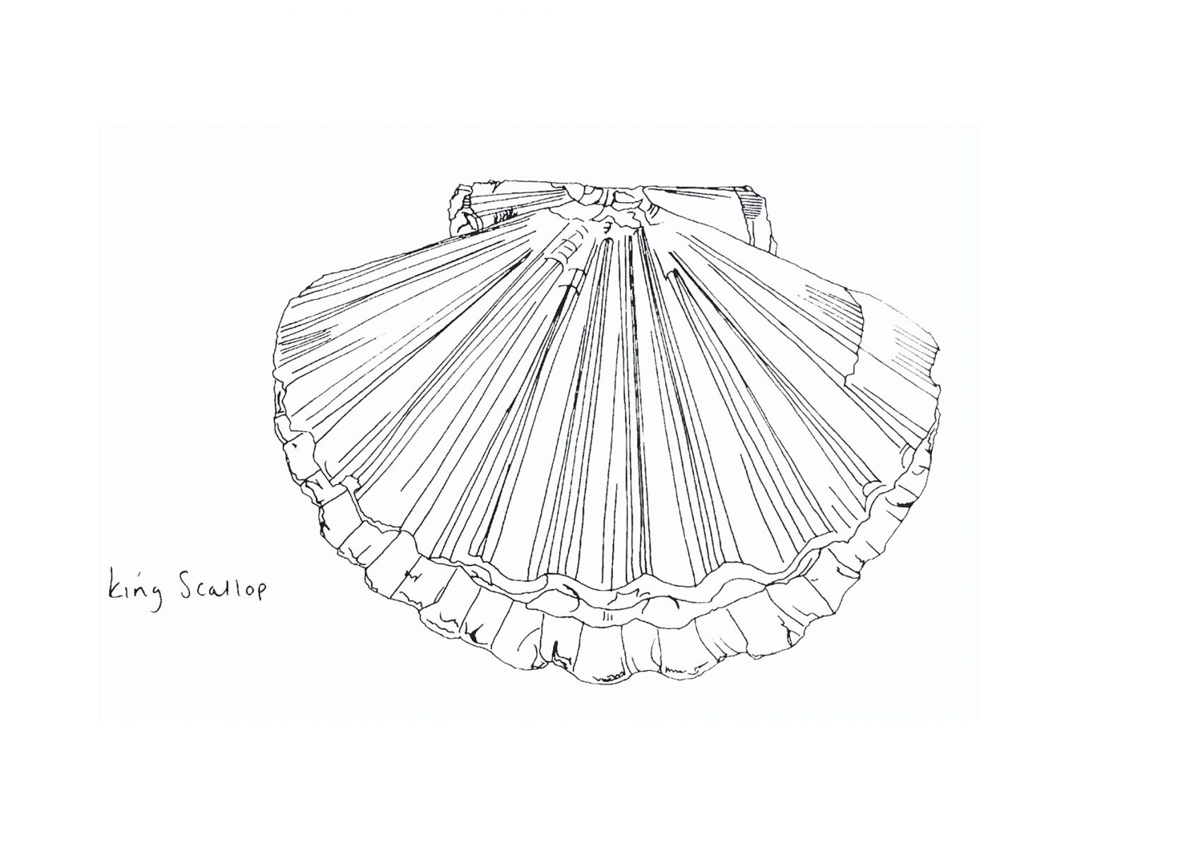 Little Scallop print