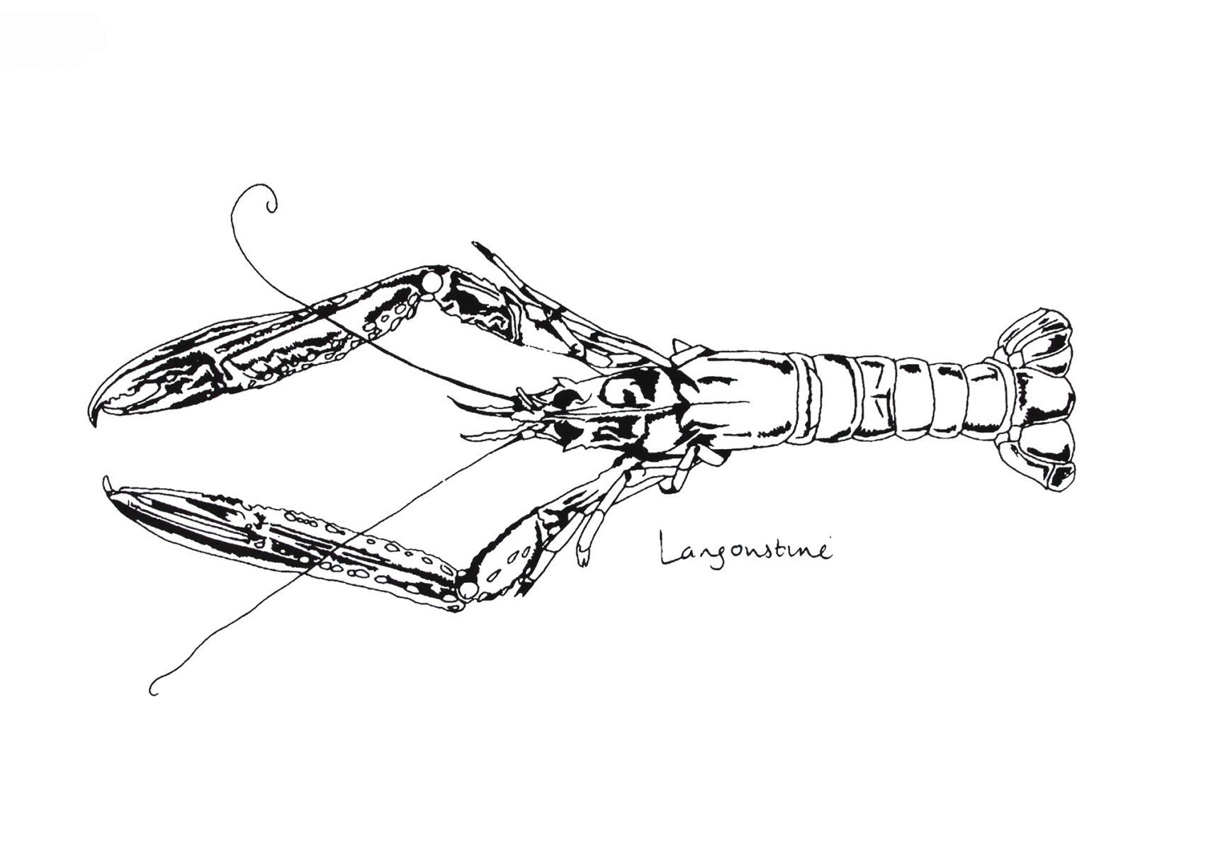 Little Langoustine print
