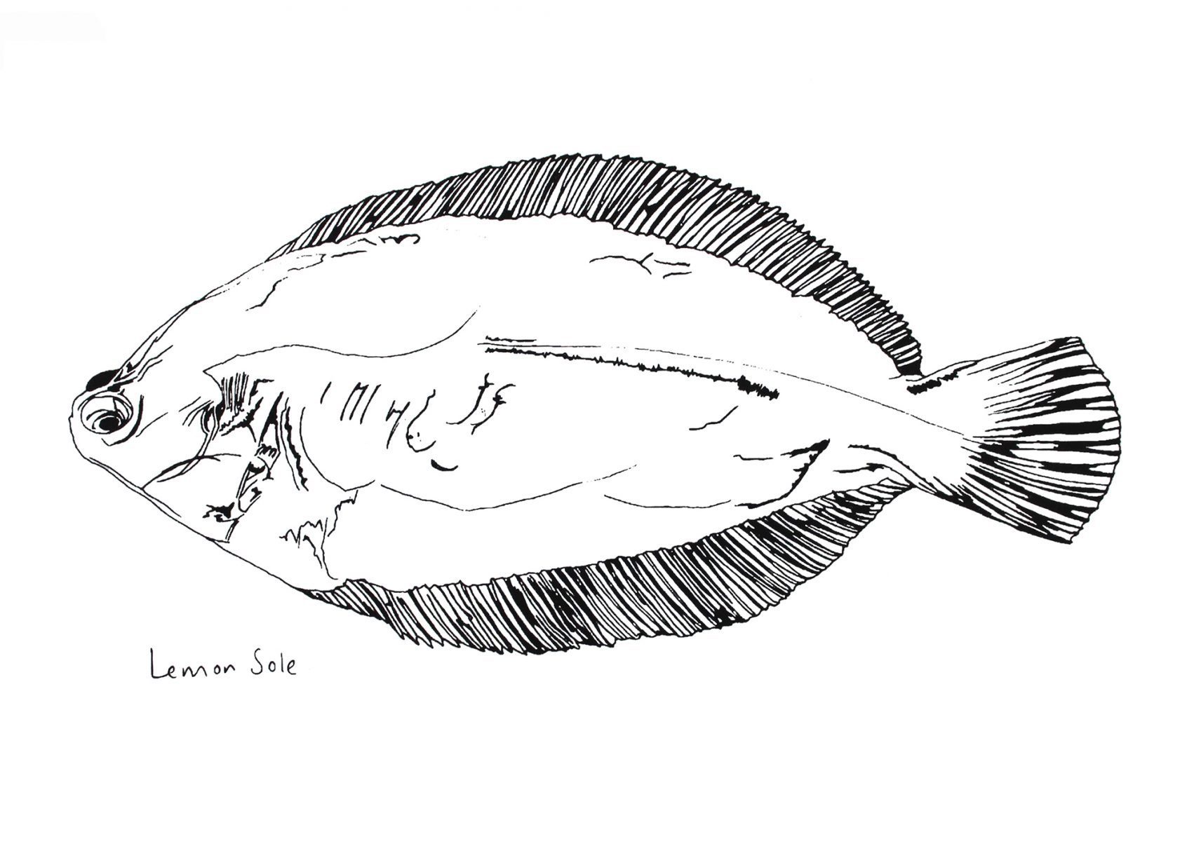 Little Lemon Sole print