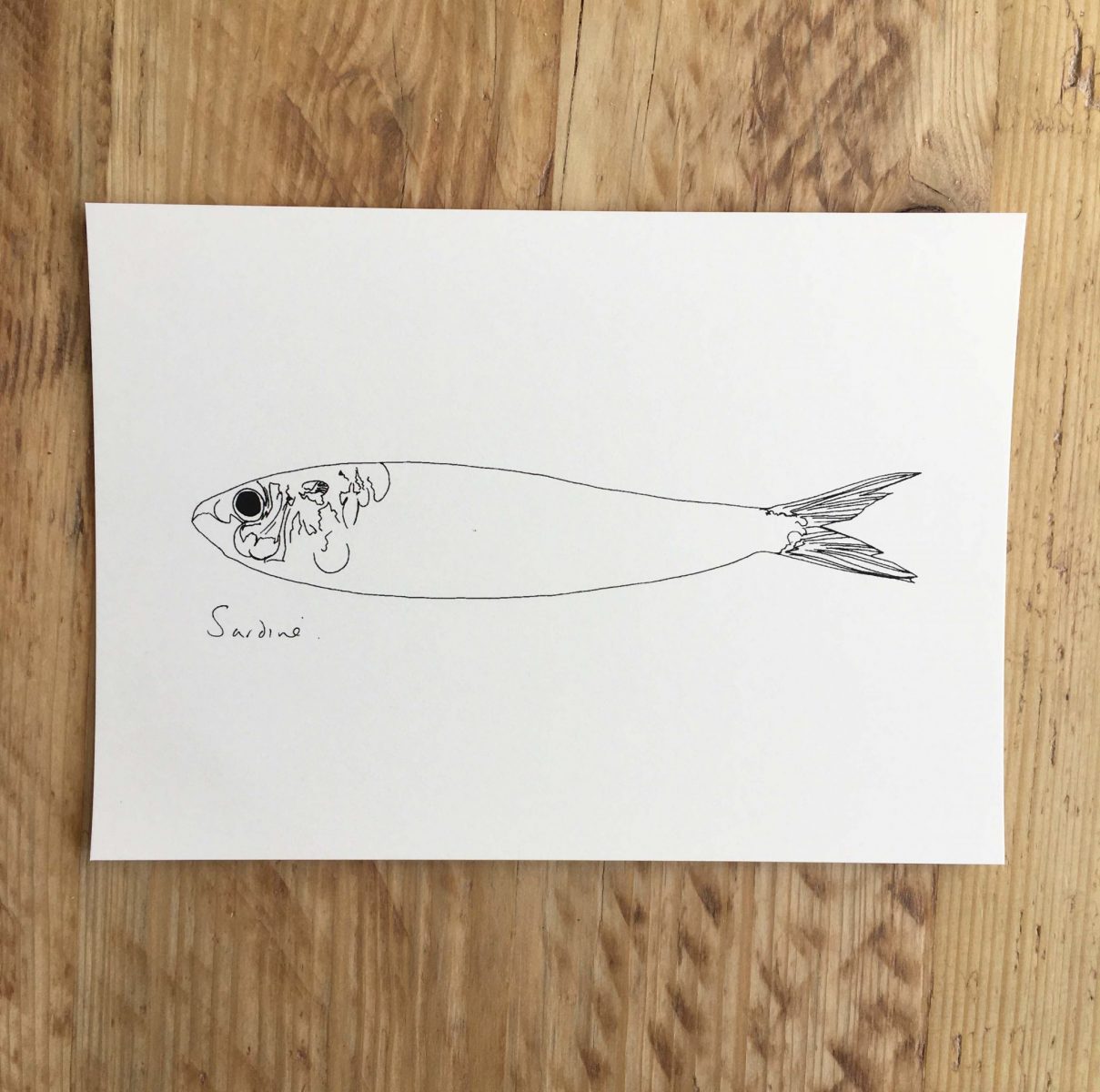 Little Sardine print