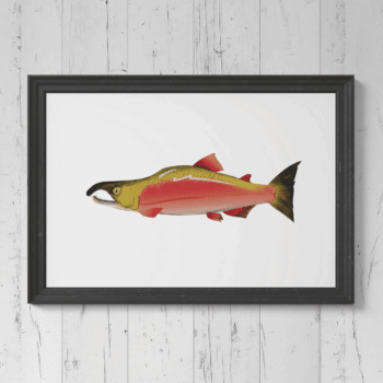 Sockeye Salmon Print