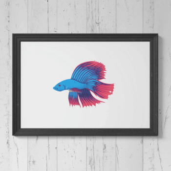 Siamese fighting fish (Betta) Print