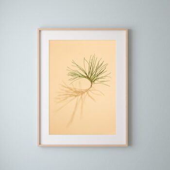 'Pine Tree on Yellow' Fine Art Print (Unframed) from the series 'Sun, Shadows and Little Trees'