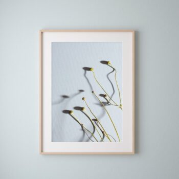 Japanese Anenome on Blue - Fine Art Print