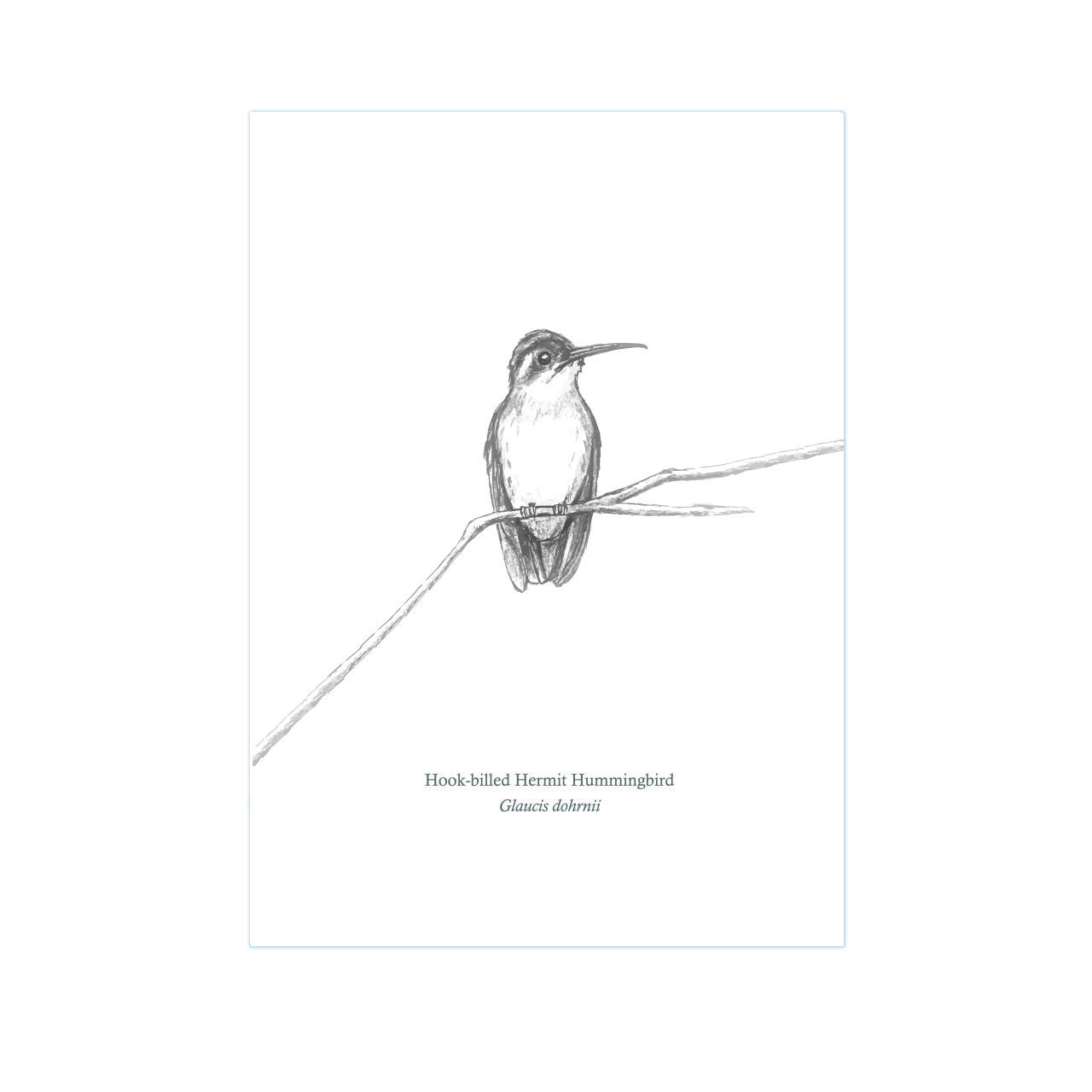 Hummingbird on a branch Print - The BirdLife Collection