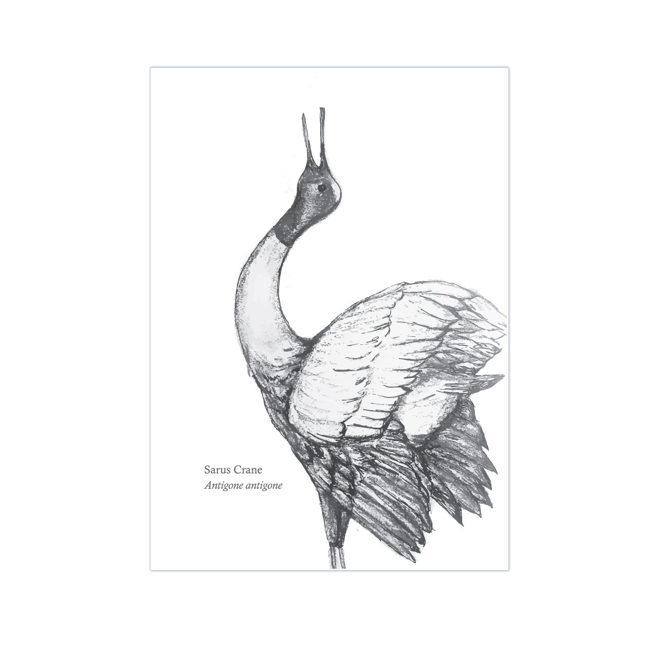 Sarus Crane A3 Print - The BirdLife Collection