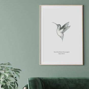 Hummingbird in flight A3 Print - The BirdLife Collection