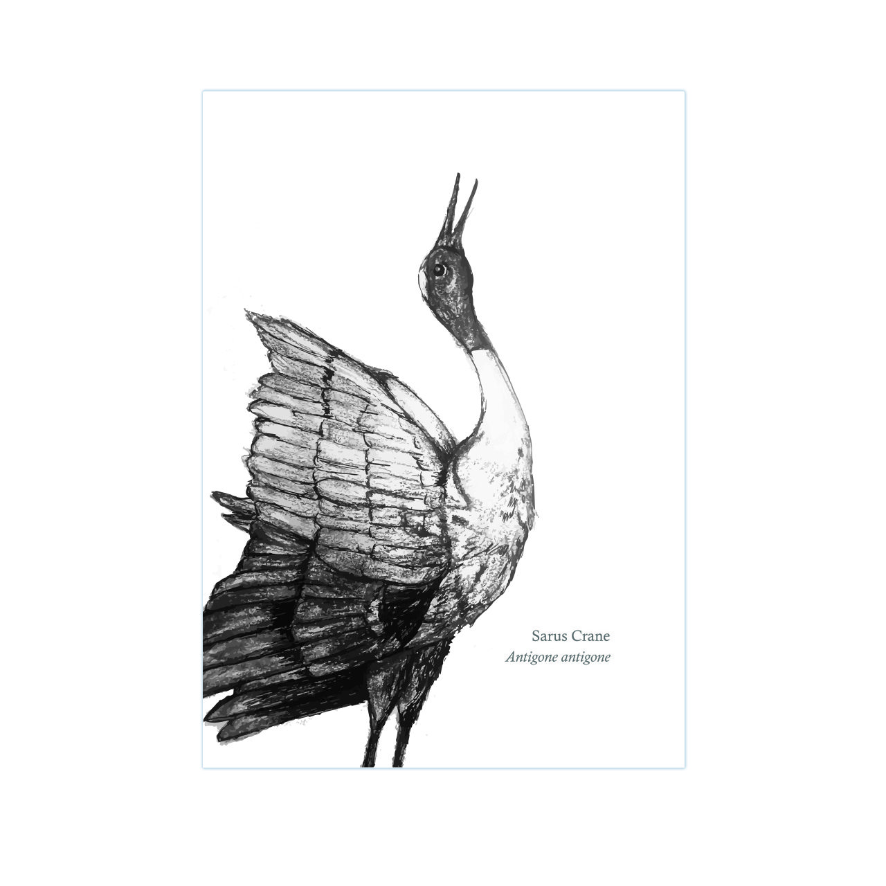 Sarus Crane Print - From The BirdLife Collection