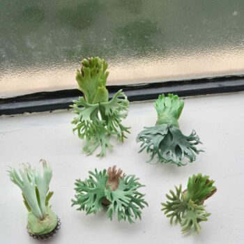 Handmade clay staghorn fern brooch