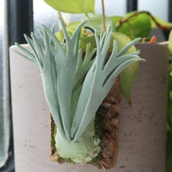 Handmade Clay Staghorn Fern Art Hanging