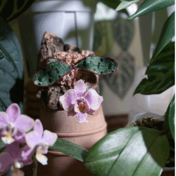 Embroidered Phalaenopsis Orchid Art Piece